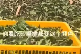 猪+砂糖橘=“阿凡达”猪？网友：离大谱！图片