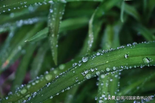 美如仙境!邀您共赏雨中的黑河国家森林公园~