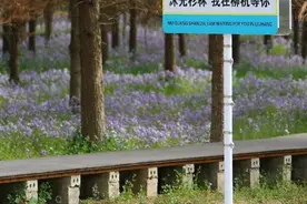 免费！临沂滨河这片花海等你打卡！图片