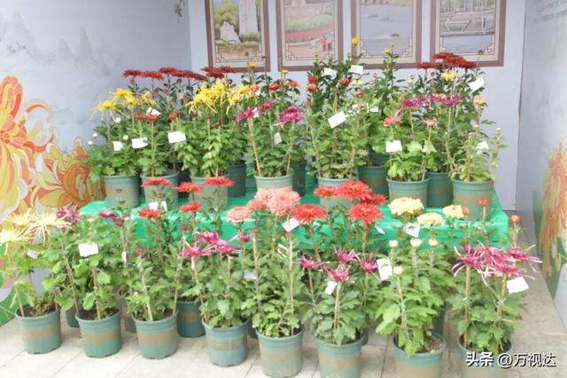 争奇斗艳！天津人别错过这最后一波“顶流花海”