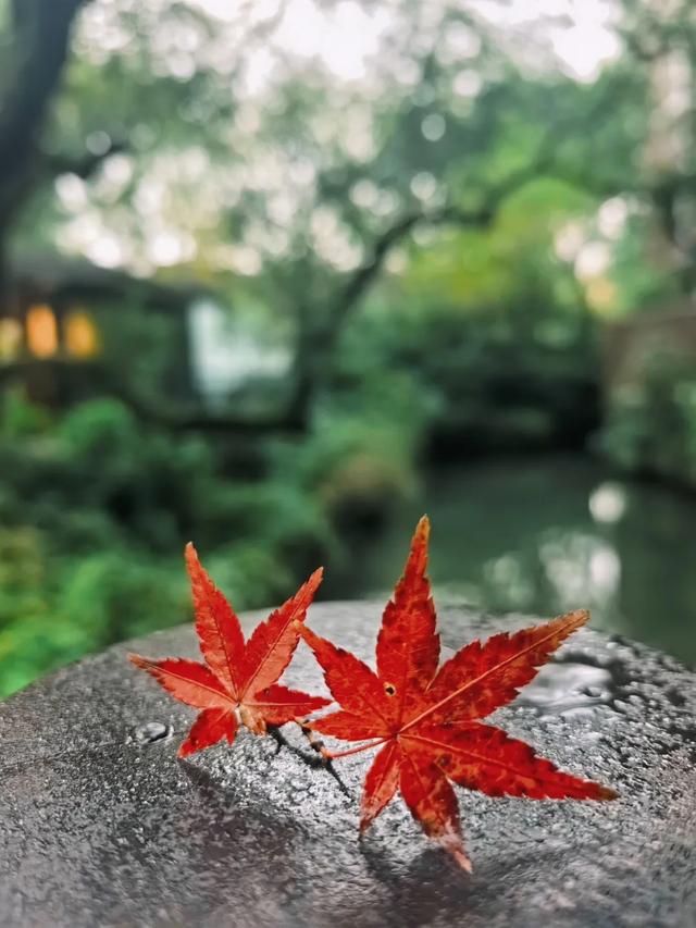 更年期小阿姨的胡同漫游