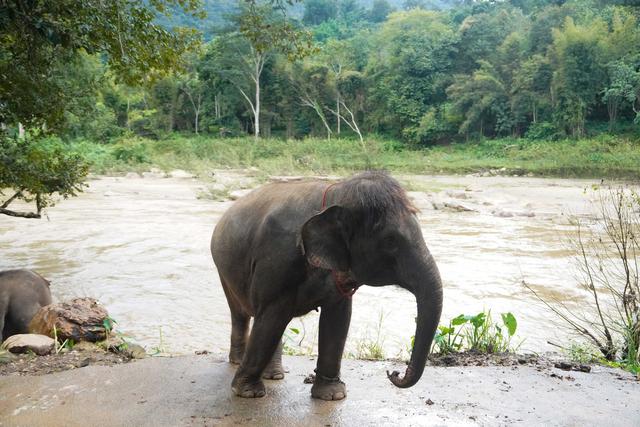 兰纳水灯节疗愈之旅，泰国清道大象训练中心｜和大象做朋友的一天