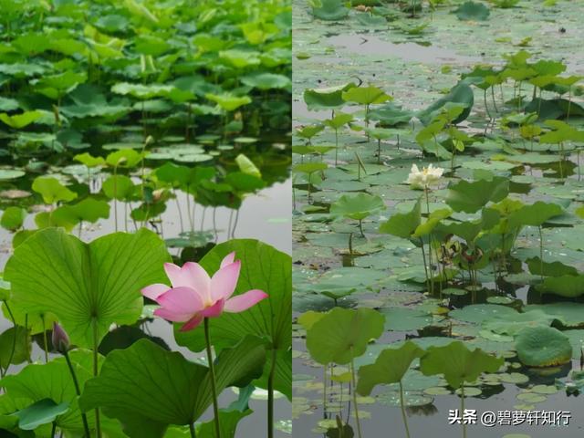 北京什刹海西海湿地公园：人少景美的赏荷胜地，还有一座美术馆