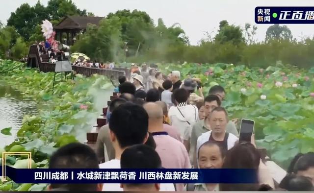央视聚焦！新津千亩荷塘，美翻了……