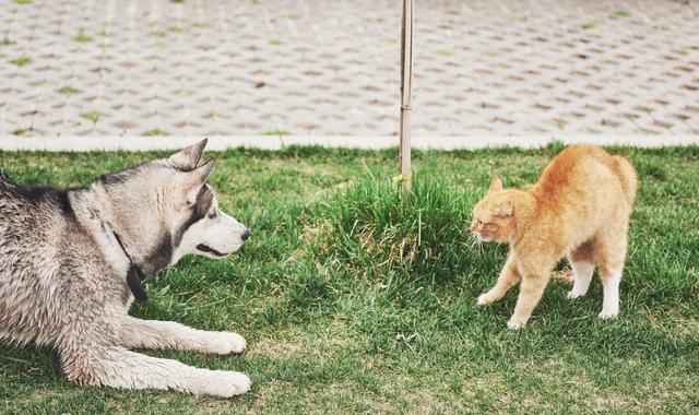 如何有效阻止猫狗大战：15种方法让你的宠物和平共处