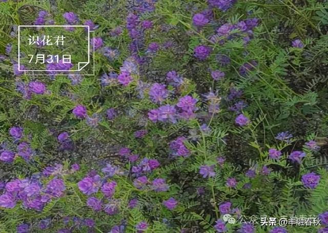 世外桃源般的桃山湖｜ 李芳