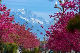 旅居云南丨来丽江，慢下来、住下来、留下来！图片