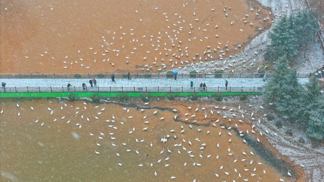 雪舞天鹅梦 平陆绘新景（组图）