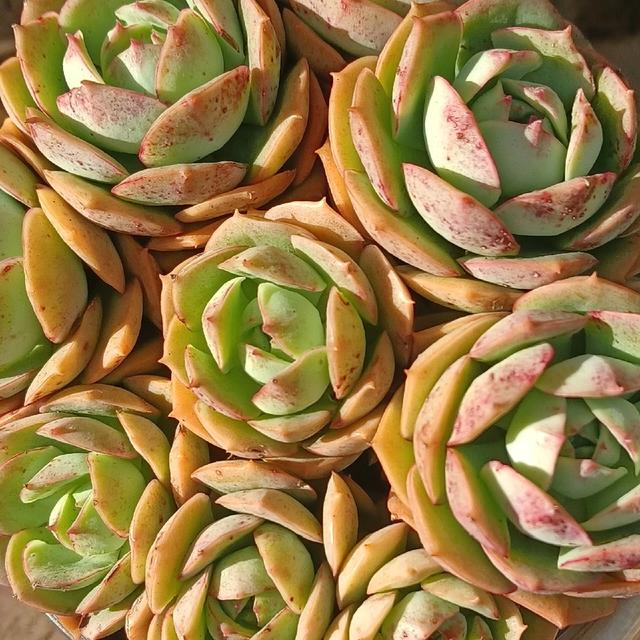 9月多肉“零成本”繁殖！掰片叶子按进土，4步操作半月爆芽！
