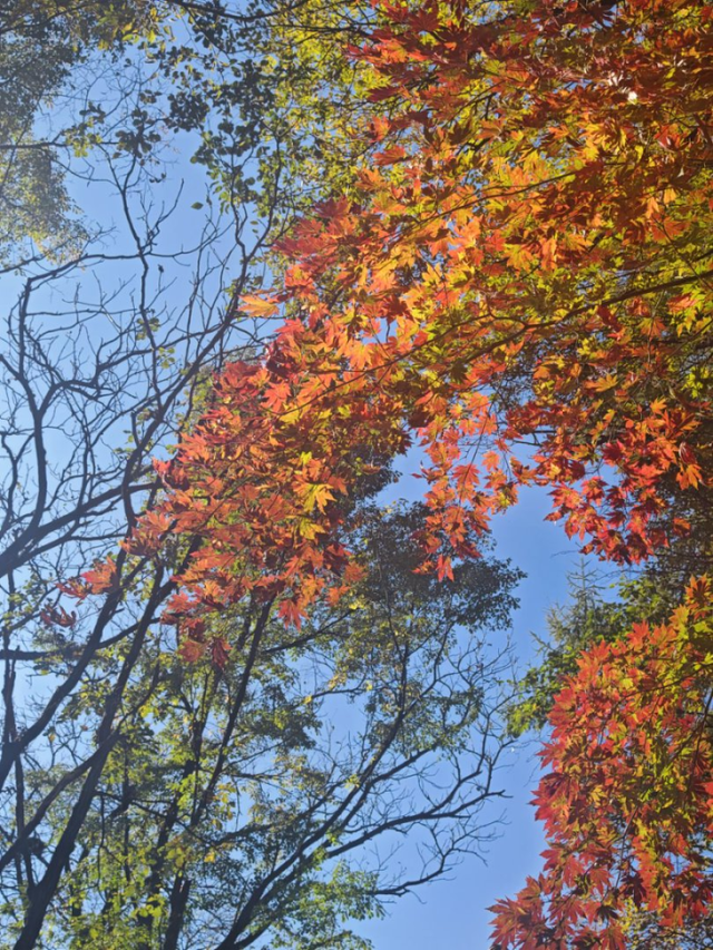 层林尽染 颜值拉满！千山赏秋正当时