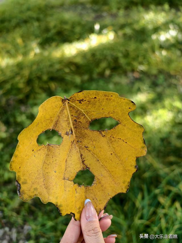 回不去的游乐园，拔不断的童年记忆