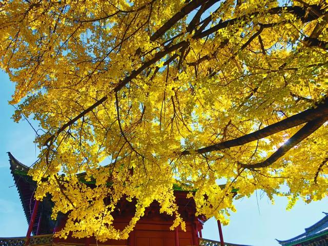 丽江480岁古银杏黄了！白沙古镇里藏着一个金色的浪漫