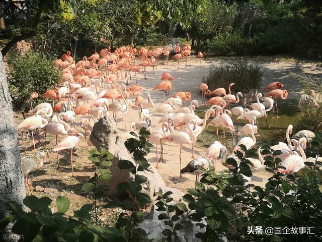 辽东半岛游记第六天，大连森林动物园