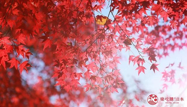 奈良县的代表动物不是鹿？日本47都道府县「县花・县动物」图鉴