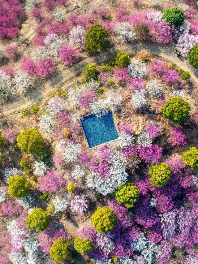 定了！木兰花谷1月17日起全城免费送票啦~