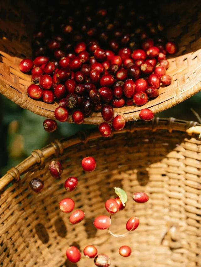 青春飞扬·有你必咖！等你到保山寻一抹咖香→