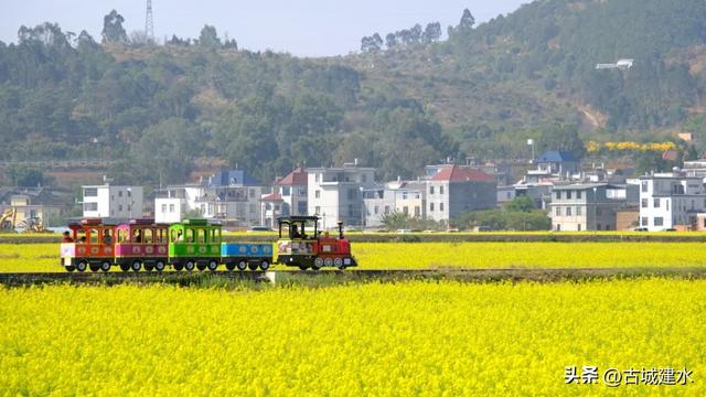 建水稻田公园油菜花海进入最佳观赏期 盛放美景引客来