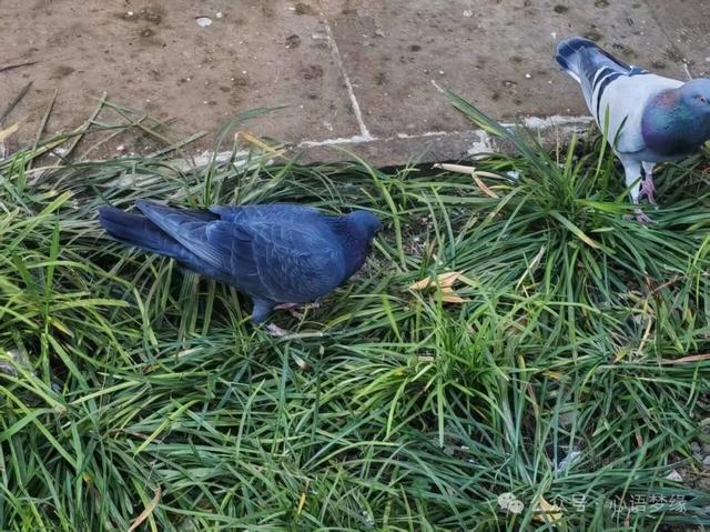 白马寺的鸽子,呈现世间生灵最好的模样