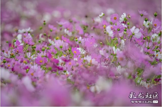 旅居云南·昆明好在（十六）秋日花海，粉紫浪漫