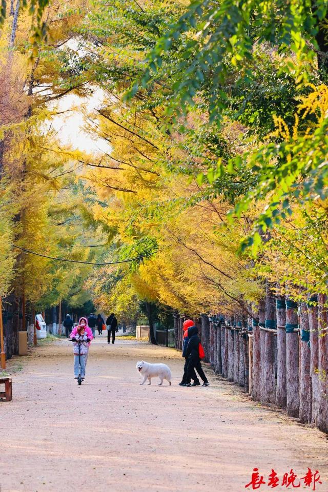 长春这里藏了条“黄金大道”！错过再等一年