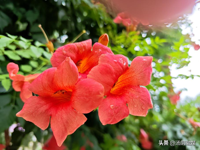 汤阴韩庄：凌霄织夏 花意盈村
