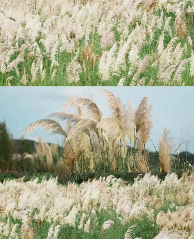 广州出发1天游,广东版的绝美“蓝眼泪”+北江千亩芦苇花盛开