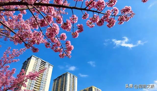 美炸！美炸！全国裹貂我赏樱！昆明最全冬樱赏花攻略来了，周末快冲~