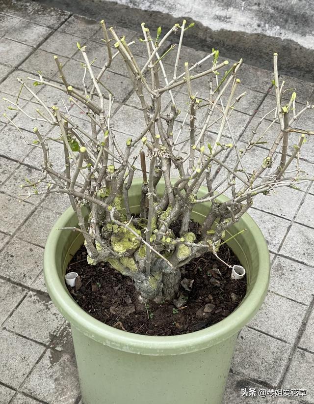 11月份了，快来给家里的花草“剃头”吧！来年会更加枝繁叶茂