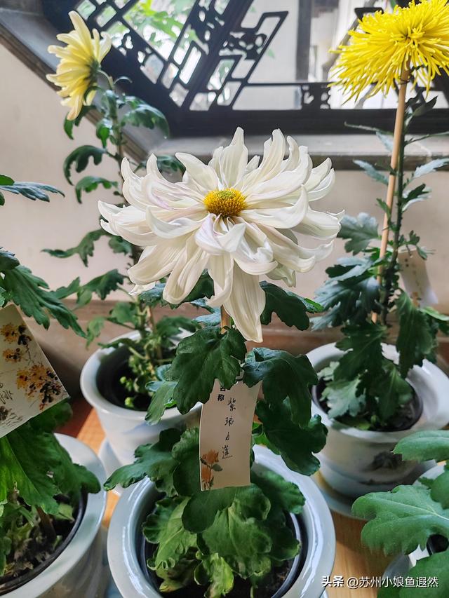 2025苏州狮子林菊展：赴一场比《甄嬛传》存菊堂更盛的秋日菊宴