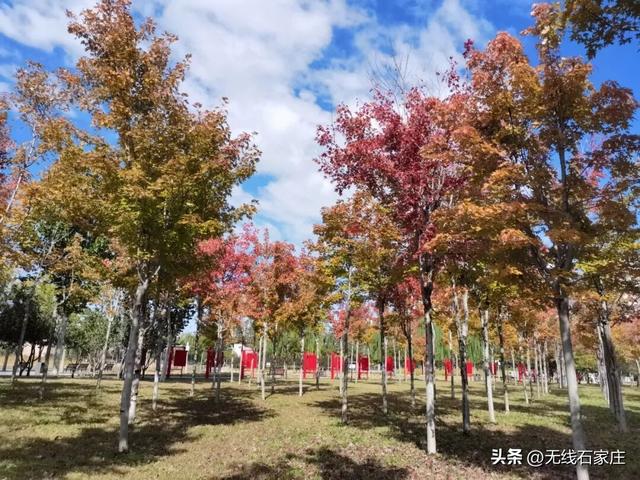 枫叶渐红秋意渐浓 石家庄的枫树逐渐进入最佳观赏期