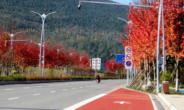 红了！红了！酉阳桃花源新城这条“红枫大道” 等你去打卡