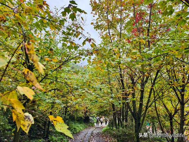 四川行(73)什邡红枫岭徒步到钟鼎寺