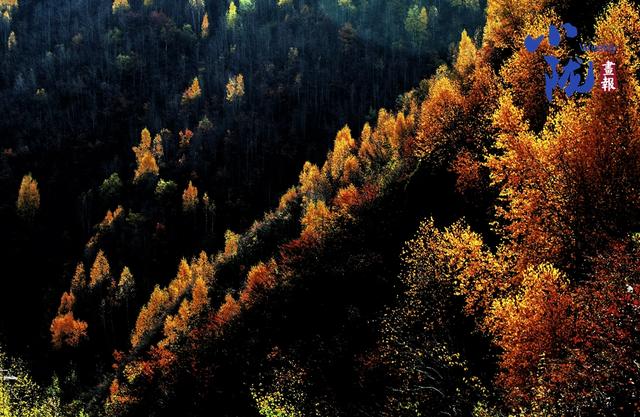 【小陇画报·428期】秋日康乐 每一步都走在金色油画里