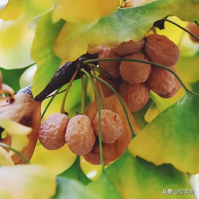 日本人靠它发财，美国人用它打仗，中国人却把它当毒药扔进垃圾桶