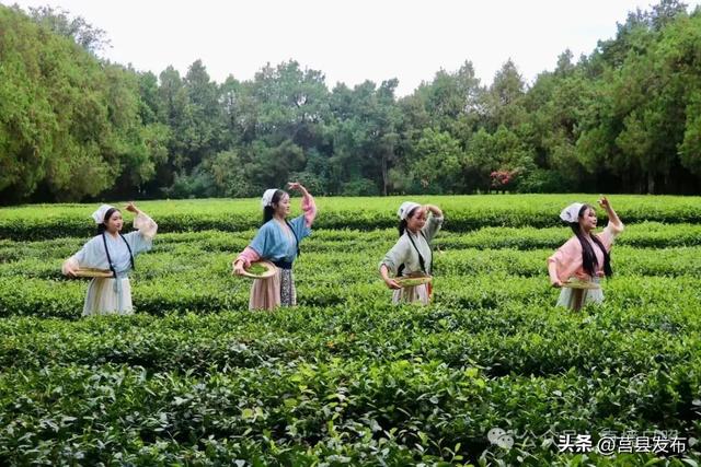 茶山牧场正式投入运营！日照又新增一打卡地