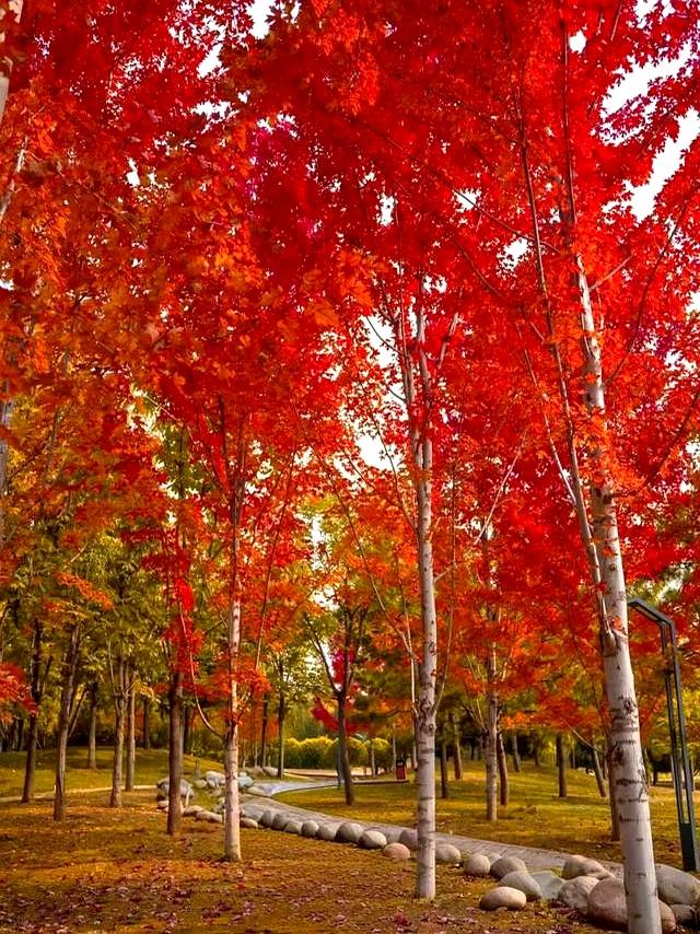 北京深秋“值得”逛得3处公园，景色一个比一个唯美！