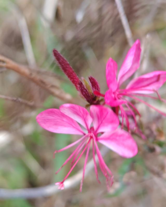 繁花似锦的秋天