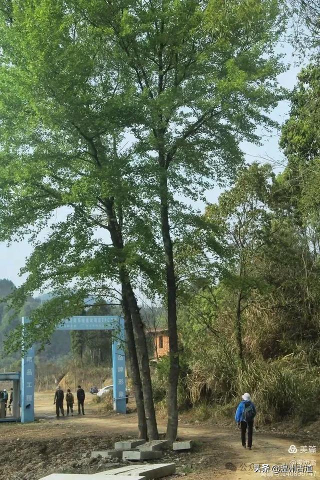 藏于浙江5A景区内有一处“十里铁甲龙”,洞穴众多形态奇特