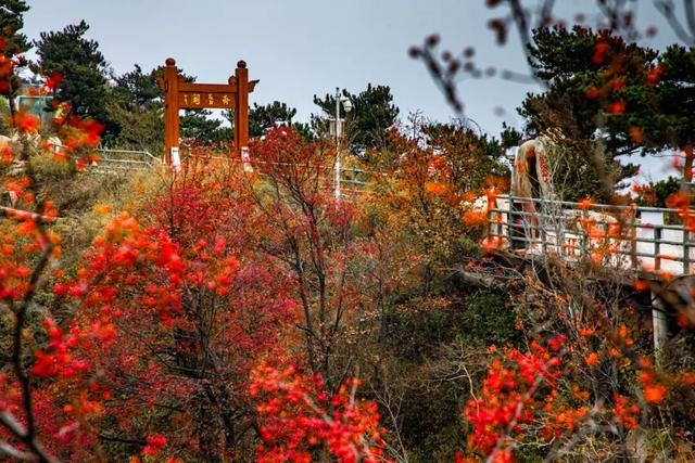 “热！热！热！” | 现在临沂太“热”了！！