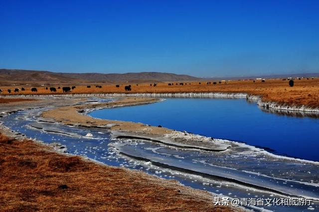 初冬青海,一场静谧与热烈并存的生命礼赞