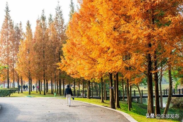 红了红了！东坡水杉出片率100%