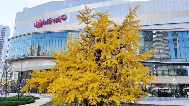 秋色浓度已拉满，谁还没偶遇申城街头的 “赤橙黄绿交响曲”？