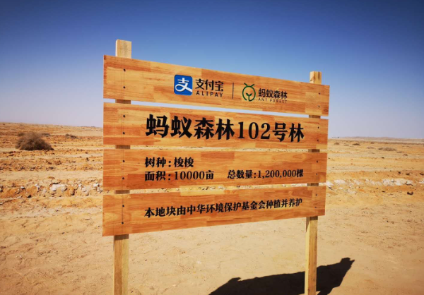 马云斥巨资在沙漠里种树，承诺每年1亿棵，9年过去了，树怎样了