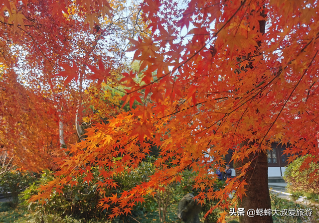 这个杭州“超绝枫叶地”真棒，人少景美中式拉满，免费且跨越时空