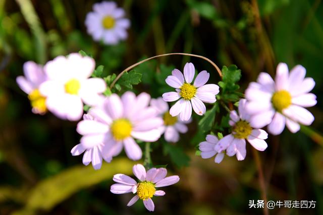 延庆应梦寺（五）：山巅极目收千嶂，林海听风涤尘心