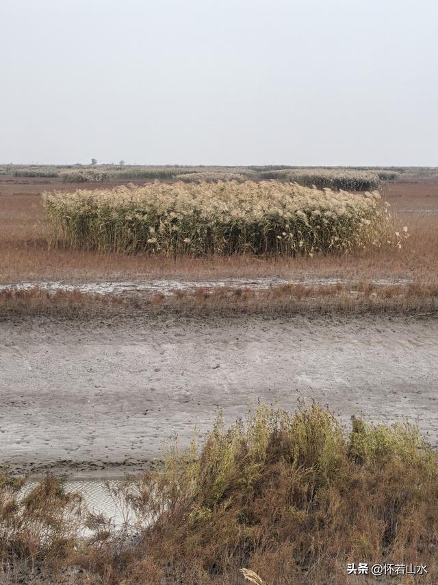 2025辽宁赏秋之旅日记(6)——到辽河口中国最北海岸线看日出 观鸟