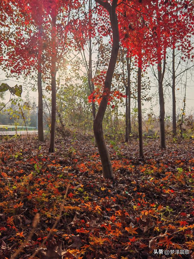 千年古城湖北云梦 冬日暖阳红枫艳