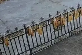 黑龙江一老虎咬伤村民，家属：老虎有小牛犊大小，左手被咬，大概保不住图片