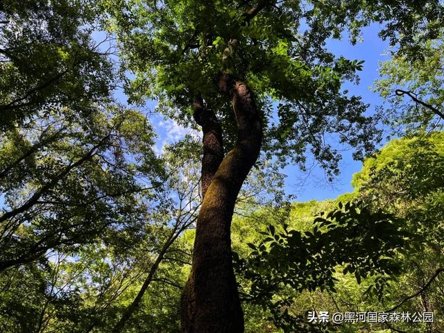 三伏天避暑新体验,这几处宝藏景点凉气十足!