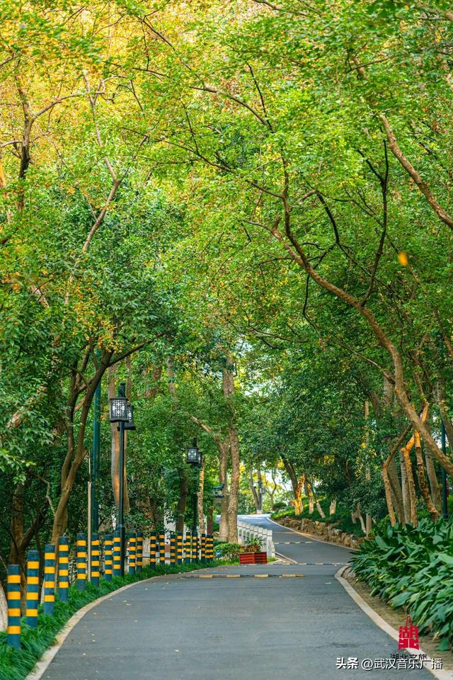 爬一座高不过百米的山，却能看到武汉最“豪横”的景。